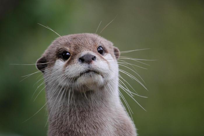 These otters are so adorable