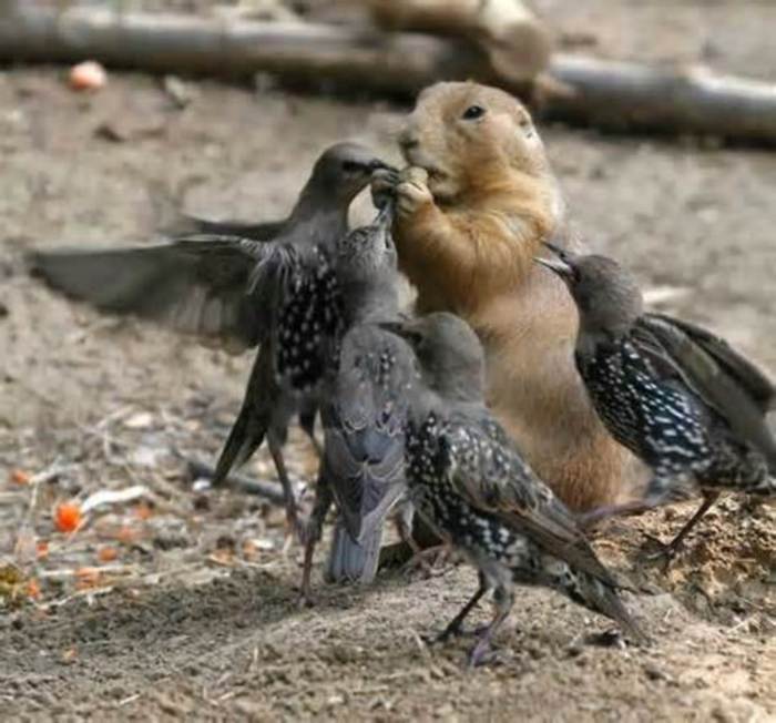 These animals became unlikely friends