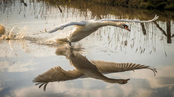 Wild animals see their reflection for the first time