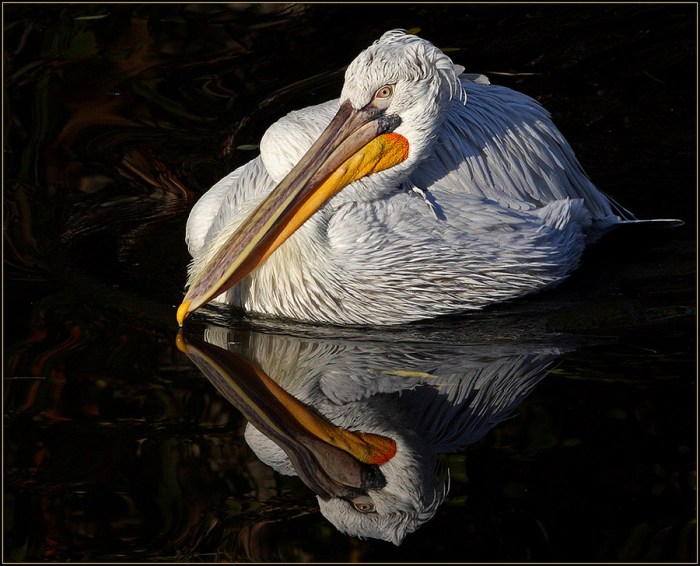 Wild animals see their reflection for the first time