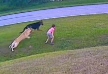 Dog saves kid having fun would your dog do this