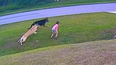 Dog saves kid having fun would your dog do this