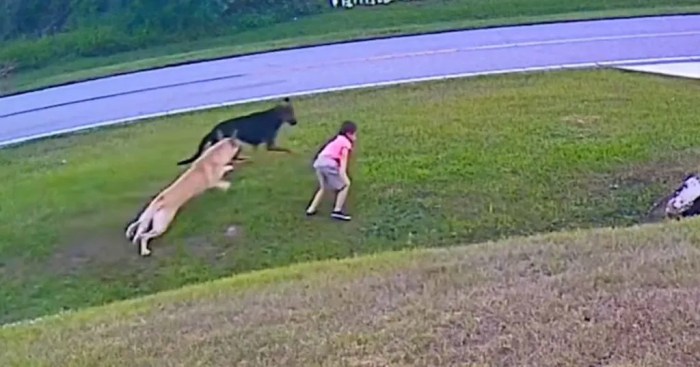 Dog saves kid having fun would your dog do this