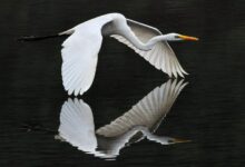 Wild animals see their reflection for the first time