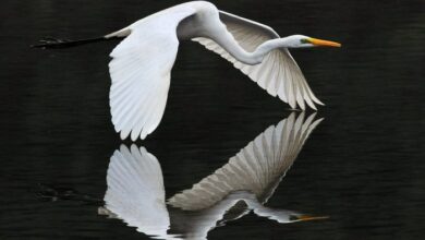 Wild animals see their reflection for the first time