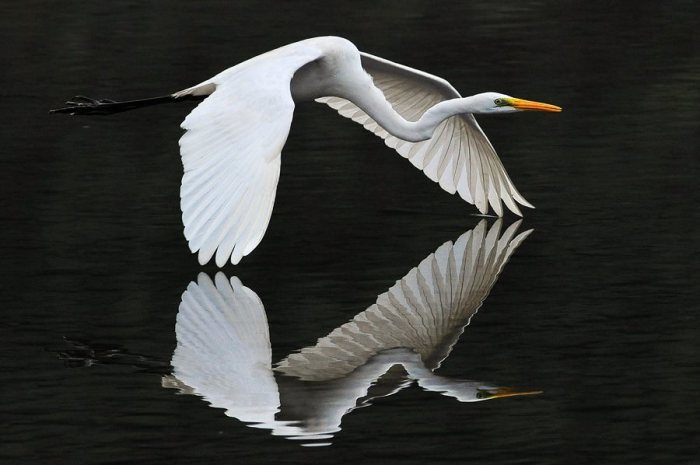 Wild animals see their reflection for the first time