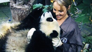 Baby panda sneeze