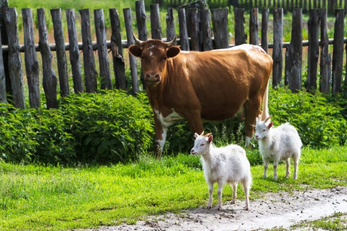 Buttermilk the goat plays with her friends