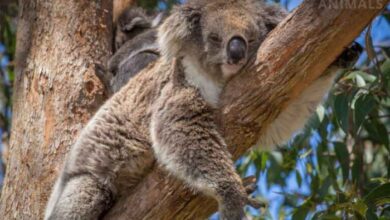 Top 10 sleepiest animals cant get over first 2 dogs