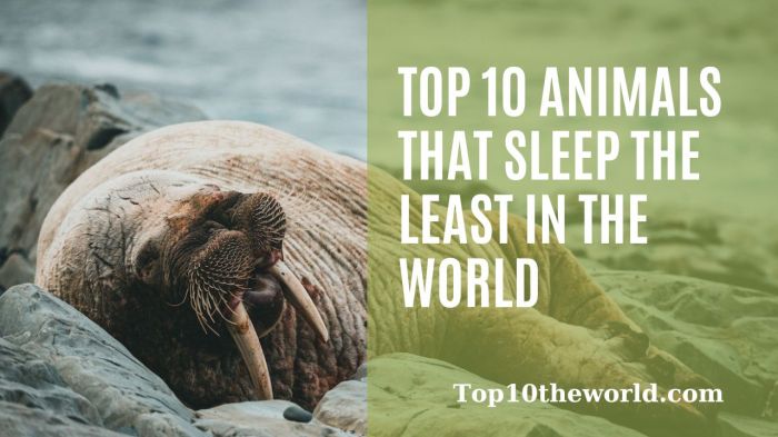 Top 10 sleepiest animals cant get over first 2 dogs