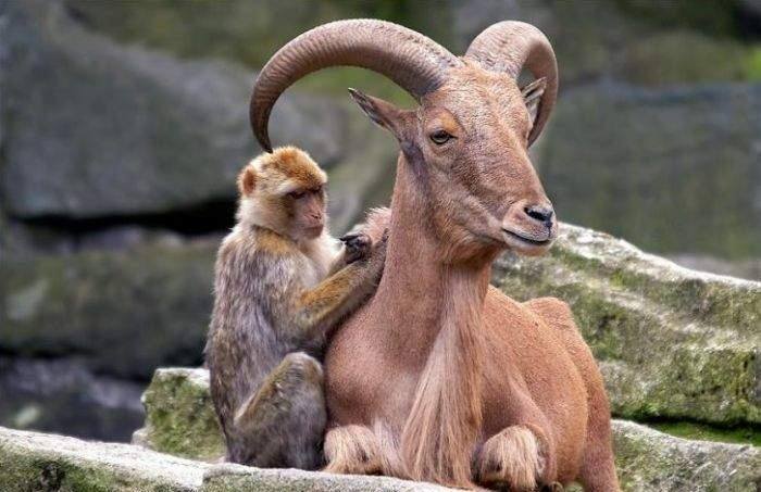 These animals became unlikely friends