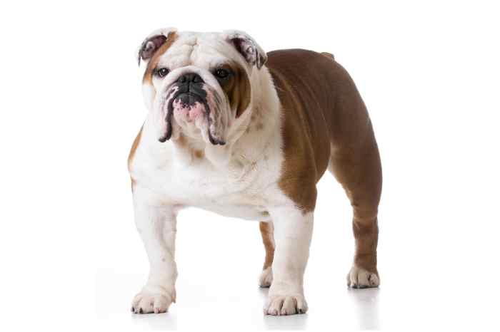 This makes me want a bulldog