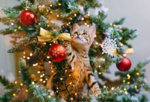 Christmas tree decorating with a cat