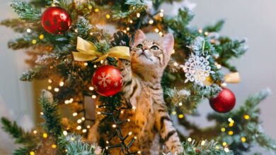 Christmas tree decorating with a cat