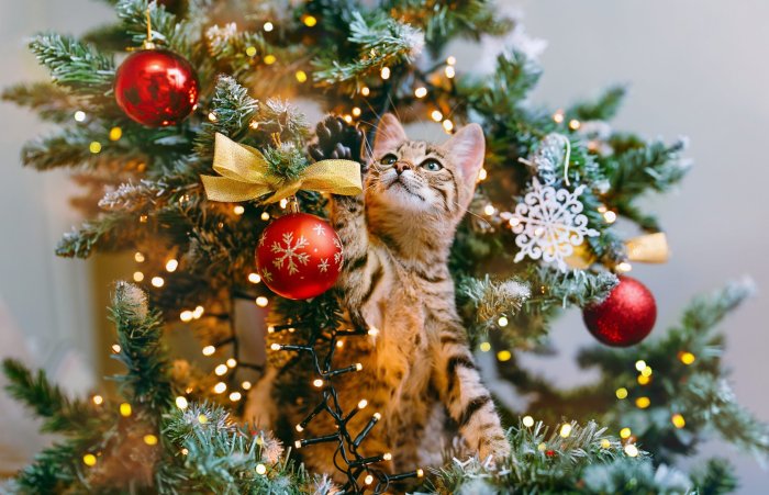 Christmas tree decorating with a cat