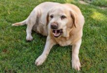 Golden retriever trying to dig his way out