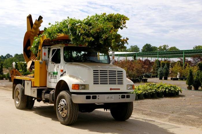 Truck or tree