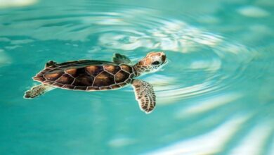 Baby turtles run to the sea