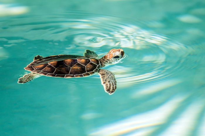 Baby turtles run to the sea