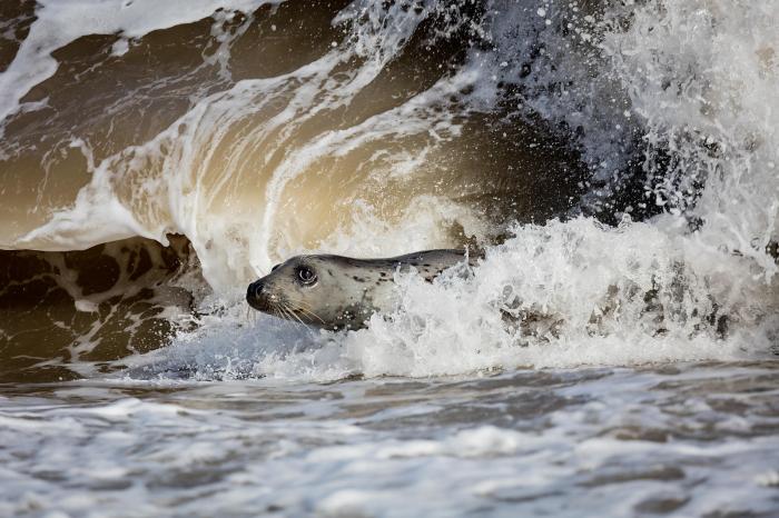 Surfer and seal bffs