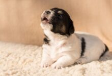 I know exactly how this puppy feels