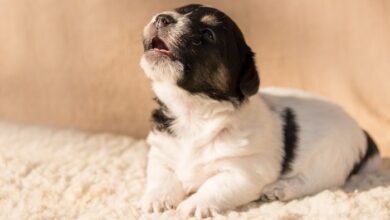 I know exactly how this puppy feels