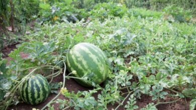 How to make a watermelon