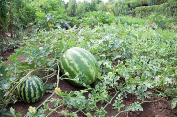 How to make a watermelon