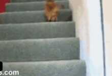 This little guy doesnt recognize himself after he gets a haircut