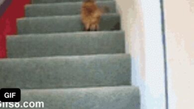 This little guy doesnt recognize himself after he gets a haircut