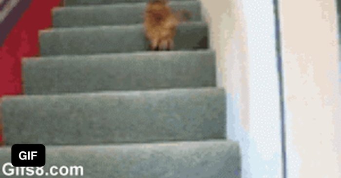 This little guy doesnt recognize himself after he gets a haircut