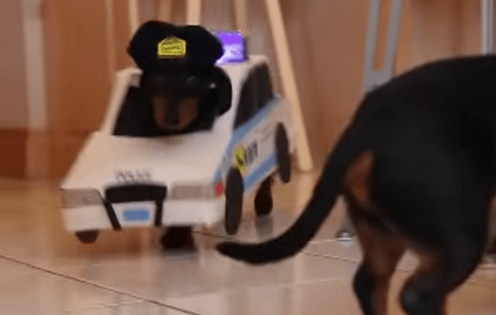 These are the cutest cops and robbers ever