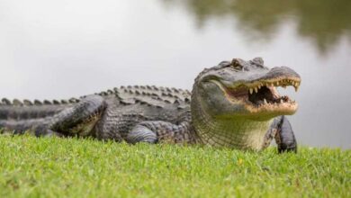 Check out this gator