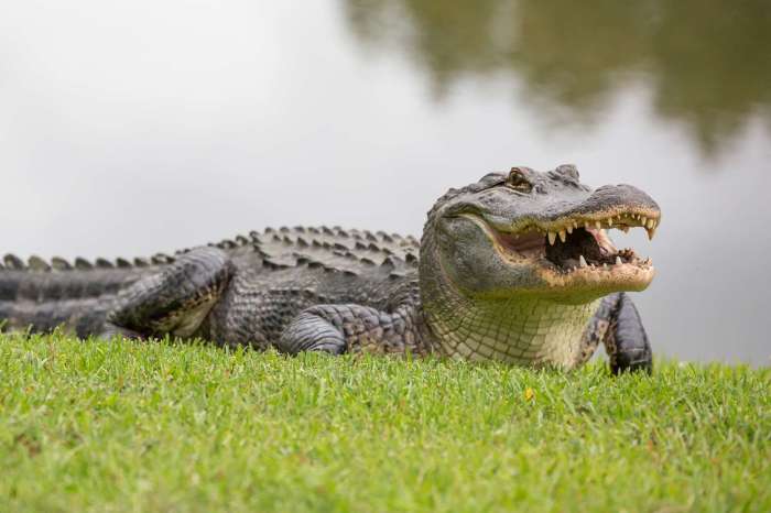 Check out this gator