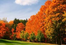 Autumn tree door