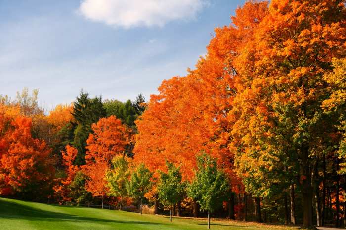 Autumn tree door