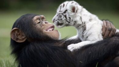 Animal friends unusual unlikely friendship happen could think friendships didn awesome did re they but