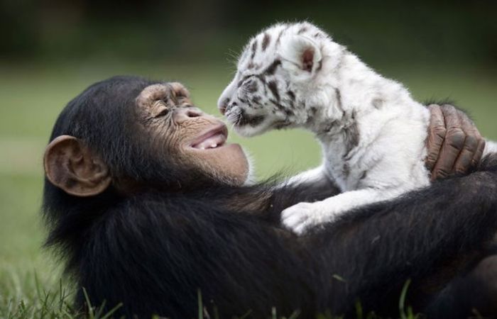 Animal friends unusual unlikely friendship happen could think friendships didn awesome did re they but