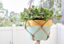 Diy macrame and healthy house plants