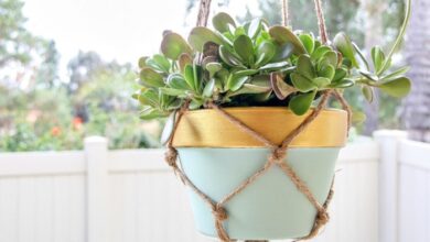 Diy macrame and healthy house plants