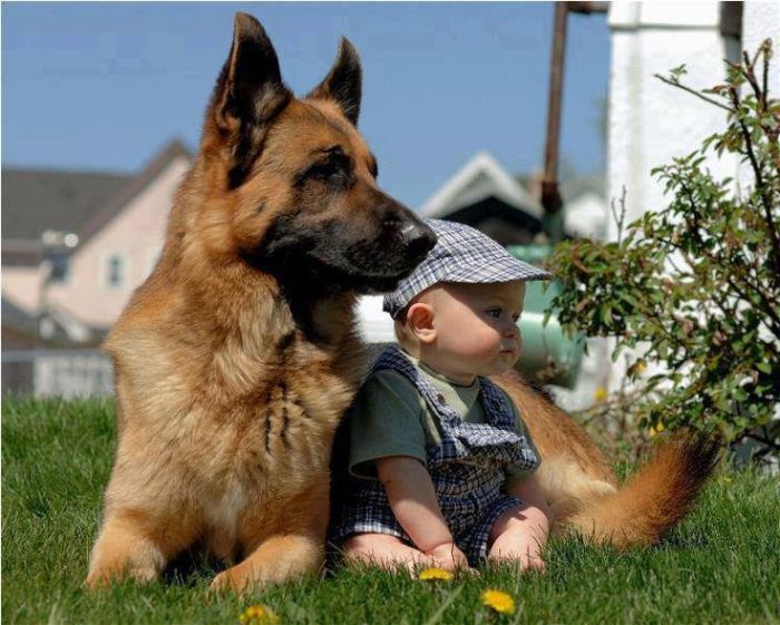 Sweet dog protecting the baby