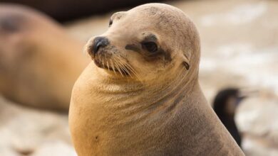 This sea lion gets a little worried