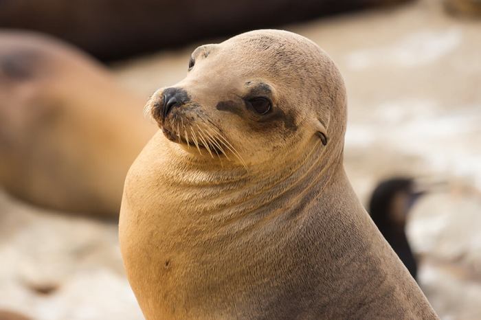 This sea lion gets a little worried