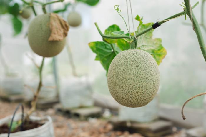 How to make cantaloupe even sweeter