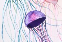 Jelly fish project your kids will love