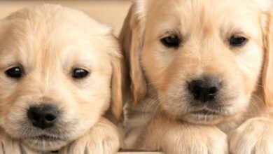 This puppy has the cutest best friend