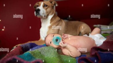 Sweet dog protecting the baby