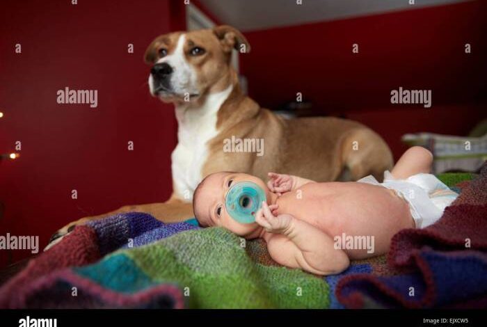 Sweet dog protecting the baby