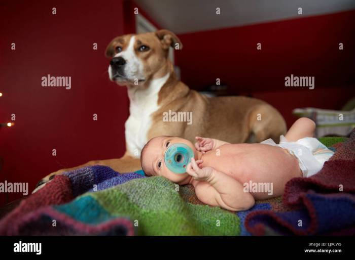 Sweet dog protecting the baby