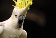 This cockatoo is hilarious